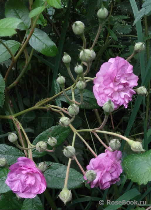 Rose-Marie Viaud