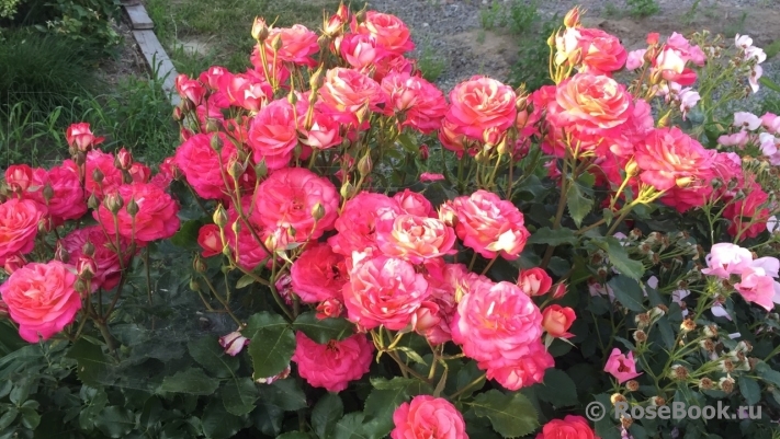 Midsummer