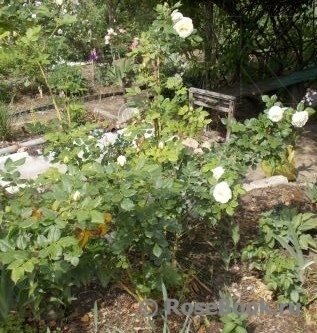 Uetersener Klosterrose