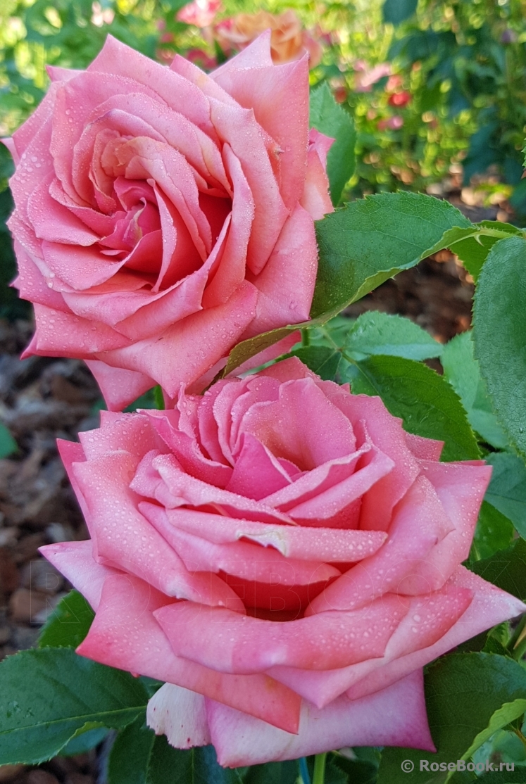 Rhosyn Margaret Williams