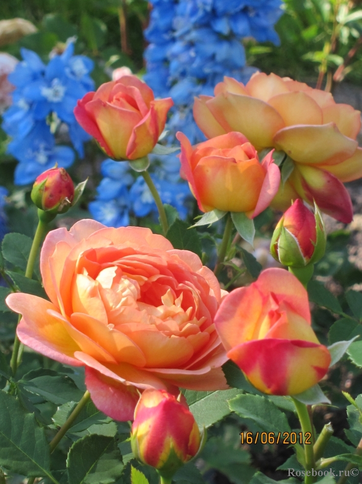 Lady of Shalott 