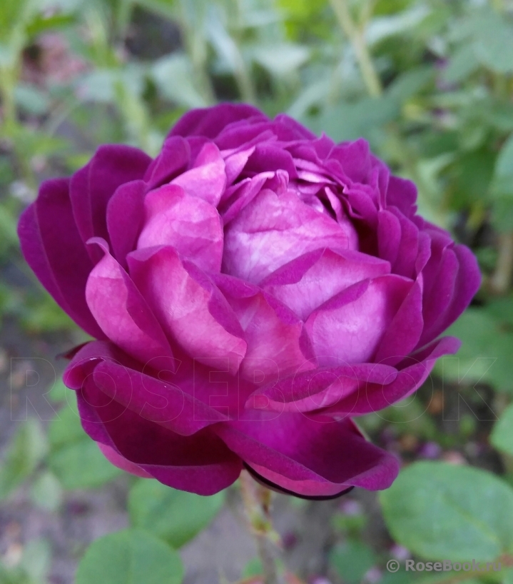 Cardinal de Richelieu 