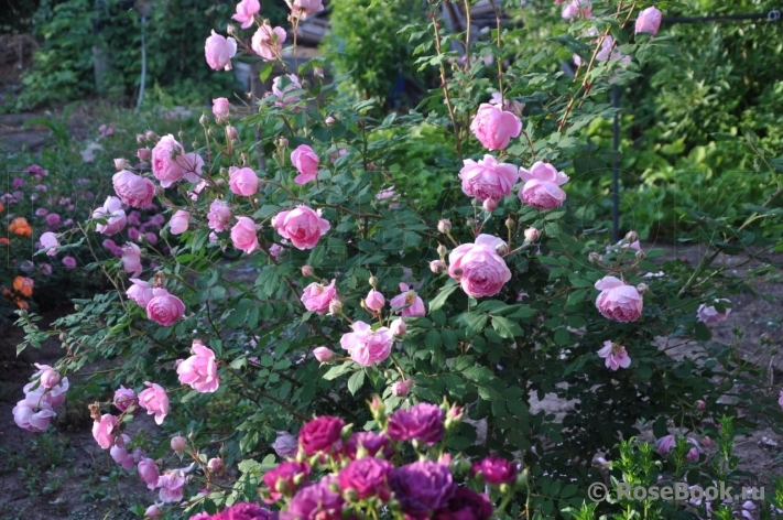 Alan Titchmarsh