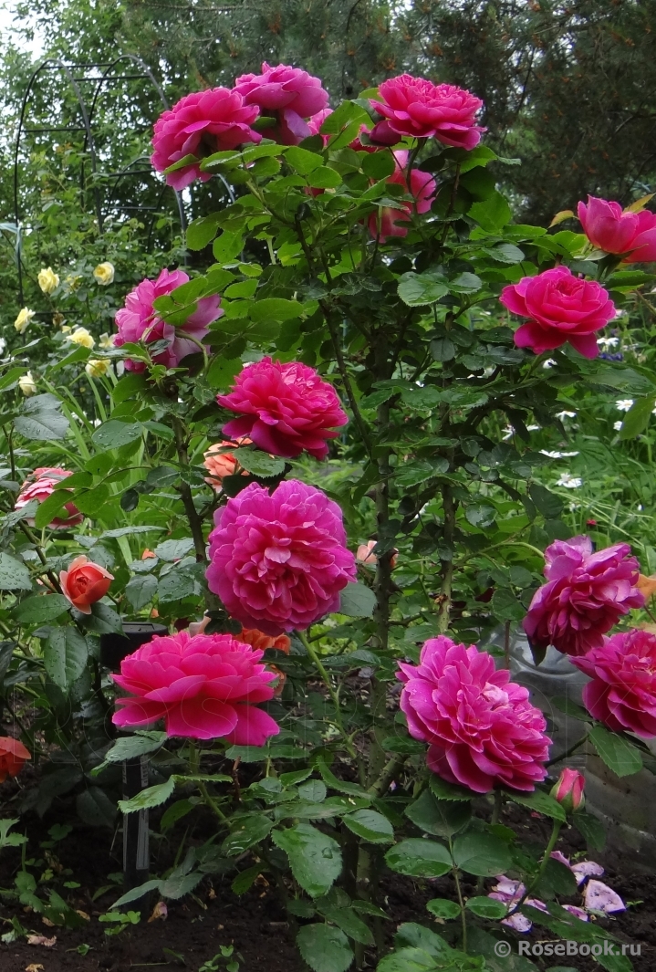 Princess Anne 