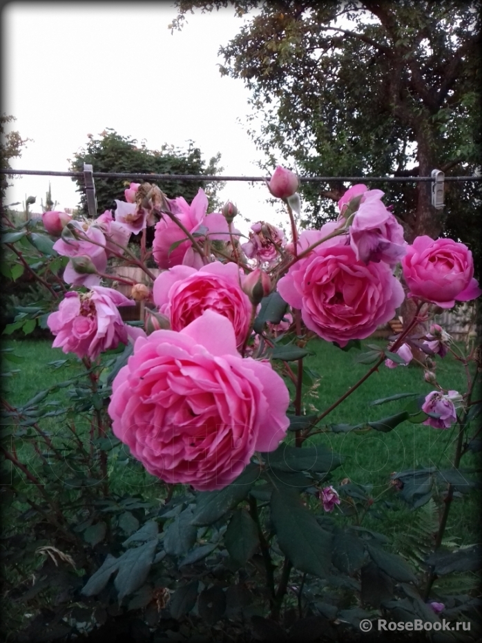 Alan Titchmarsh