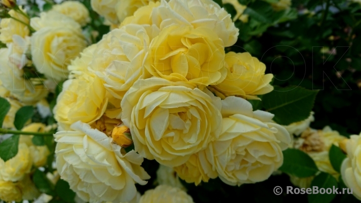 Golden Border