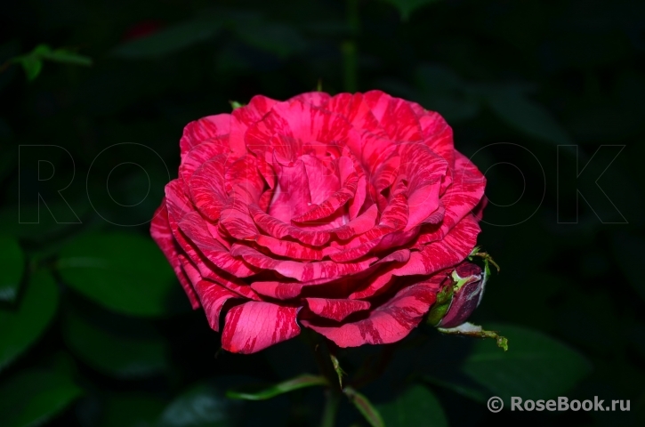 Red Intuition