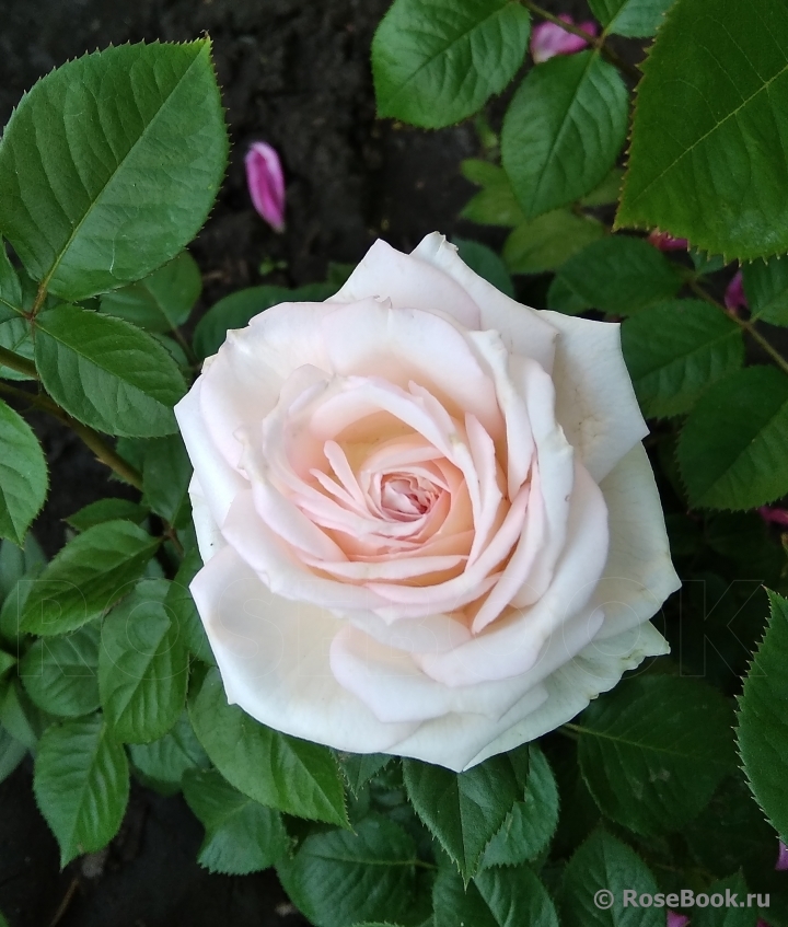 Madame Anisette ®
