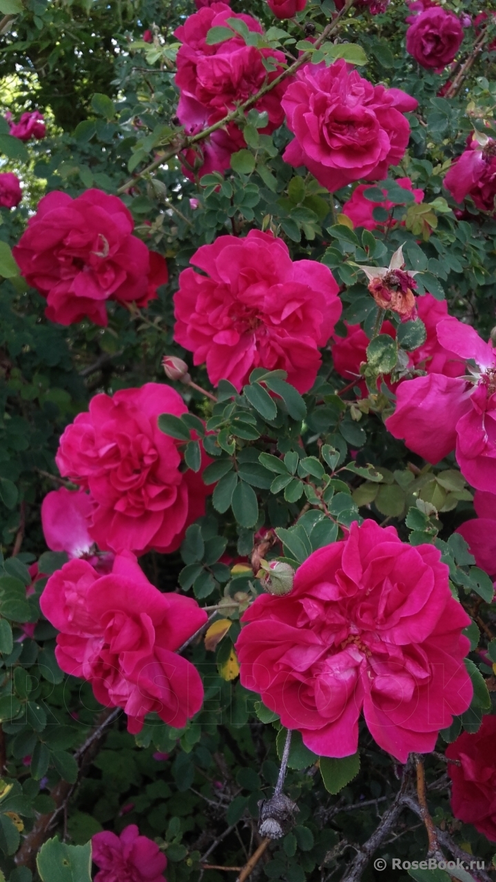 Cerise Bouquet