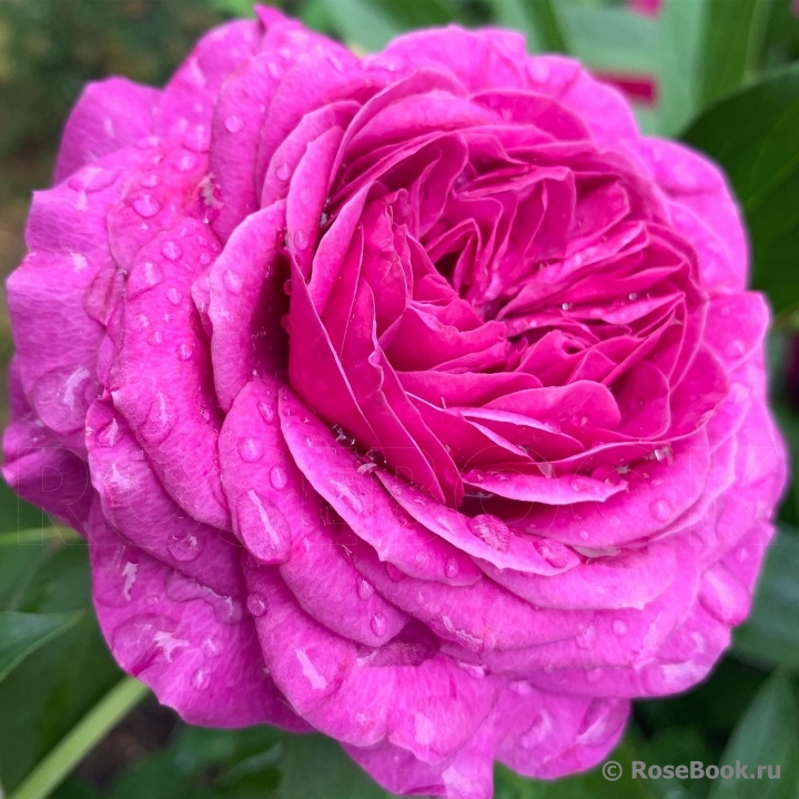 Heidi Klum Rose