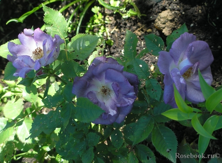 Blue for You