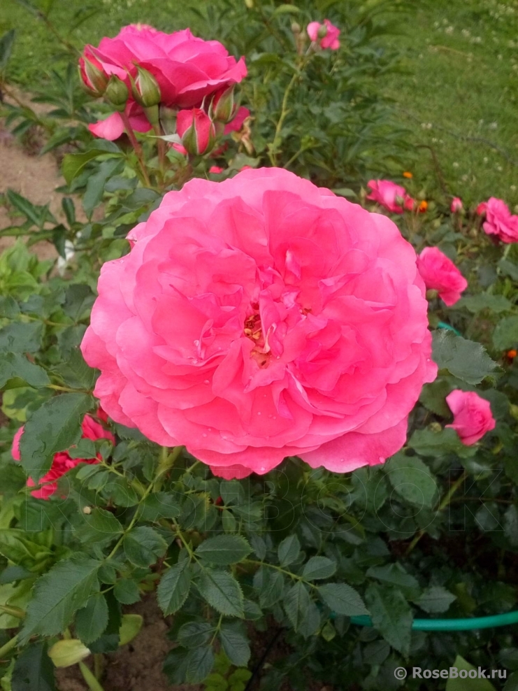Rosarium Uetersen