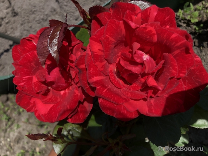 Red Intuition