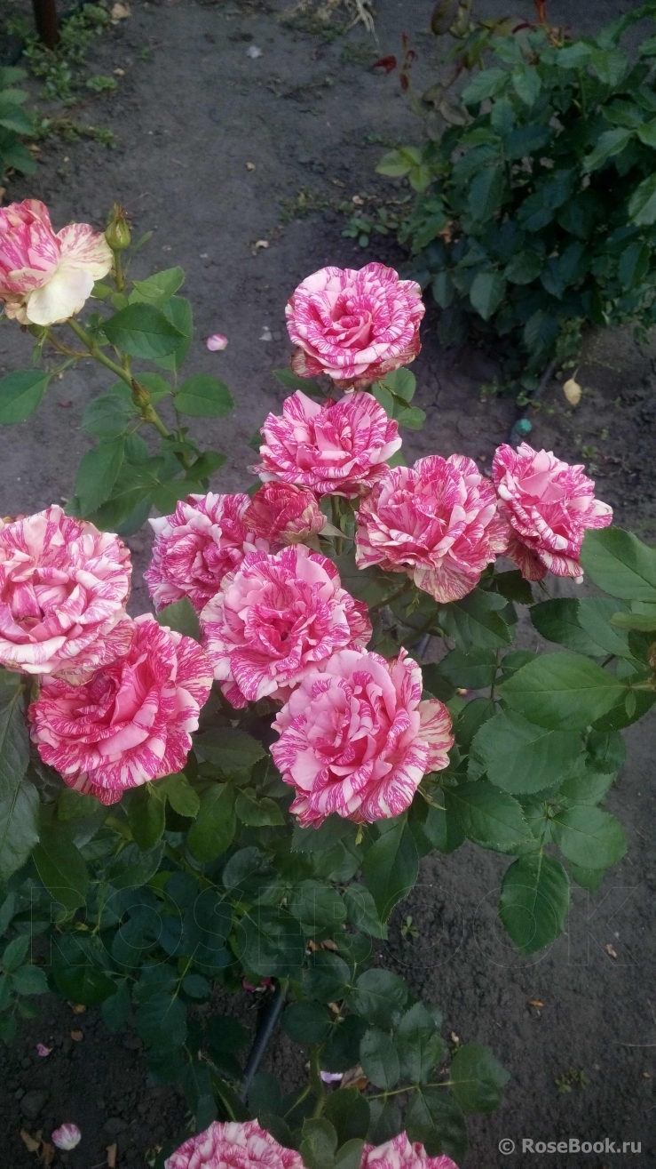 Pink Intuition