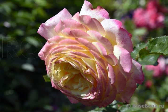 Kordes’ Jubilee