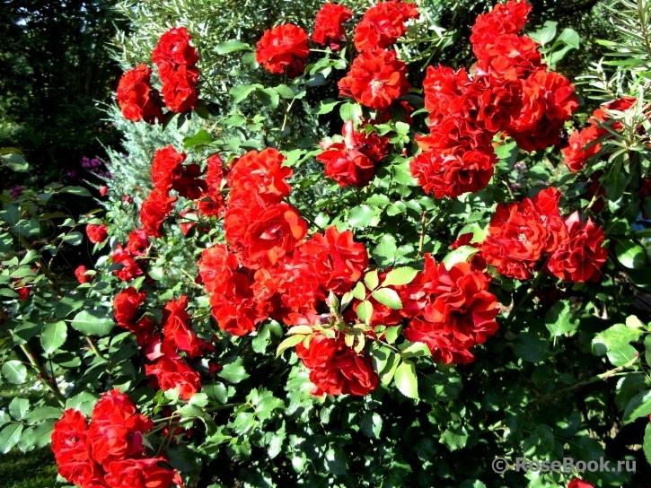 Roter Korsar 