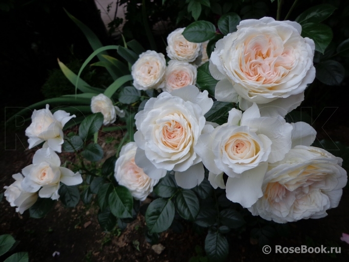 Cream Abundance 