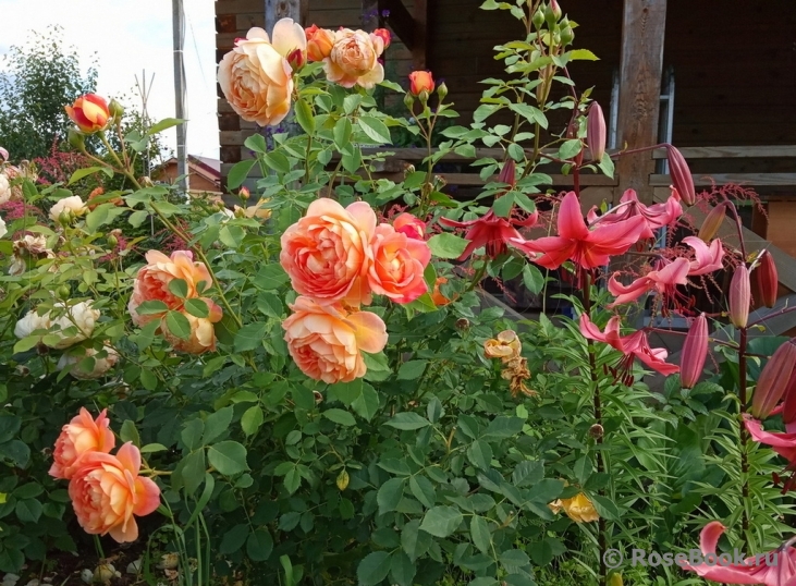 Lady of Shalott 