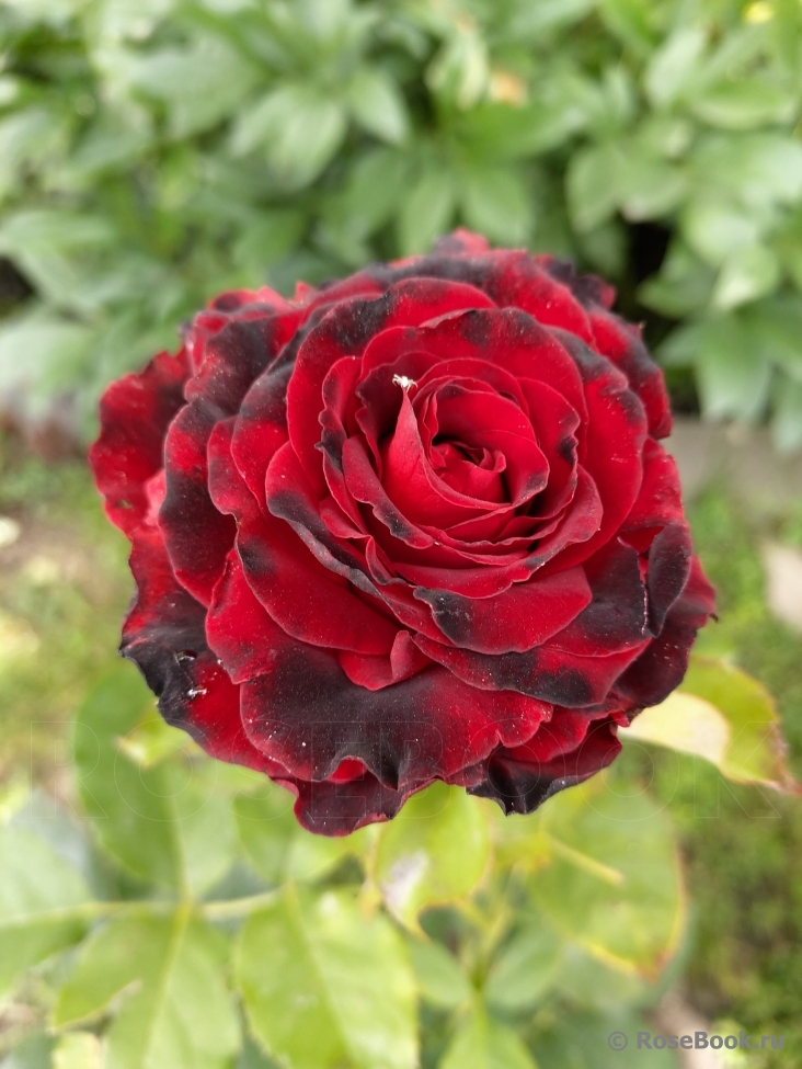Lovely Red
