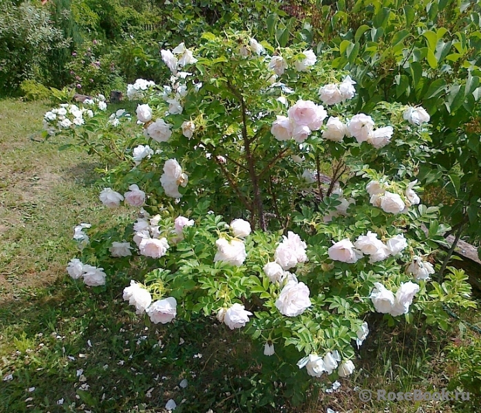 Ritausma