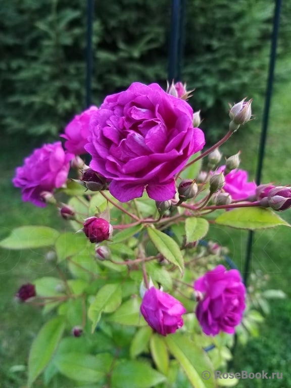 Purple Skyliner
