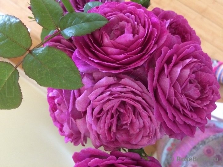 Rose Thelma