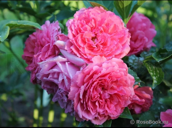 Rosarium Uetersen