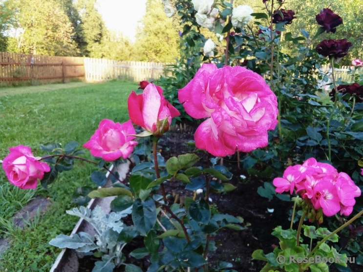 Rose Gaujard  