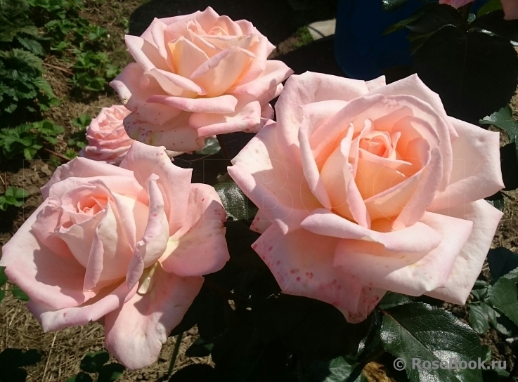 Bloom of Ruth