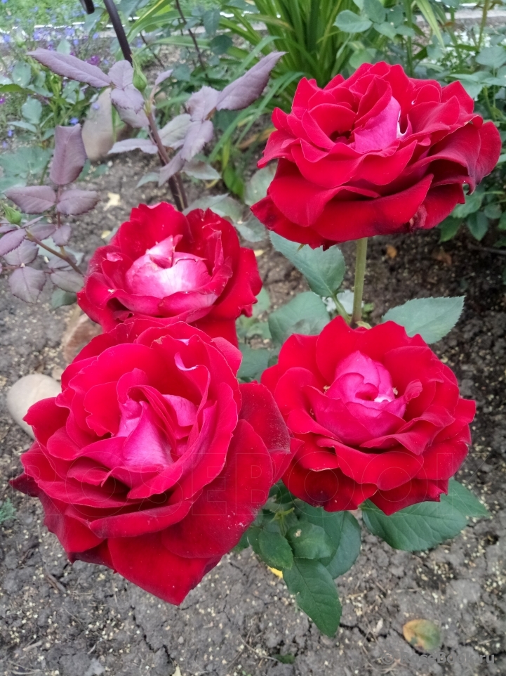 Dame de Coeur 