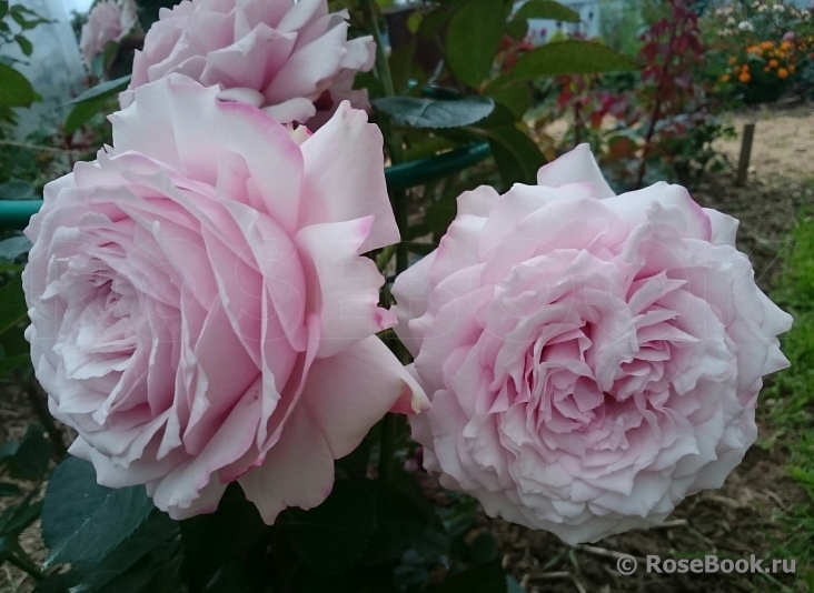 Kordes' Rosenfaszination ®