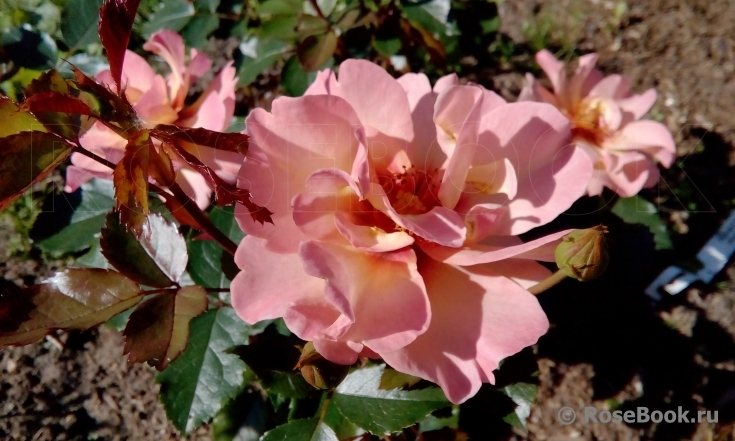 Persian Sun ® 