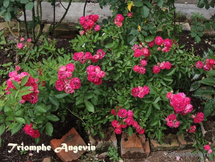 Triomphe Angevin