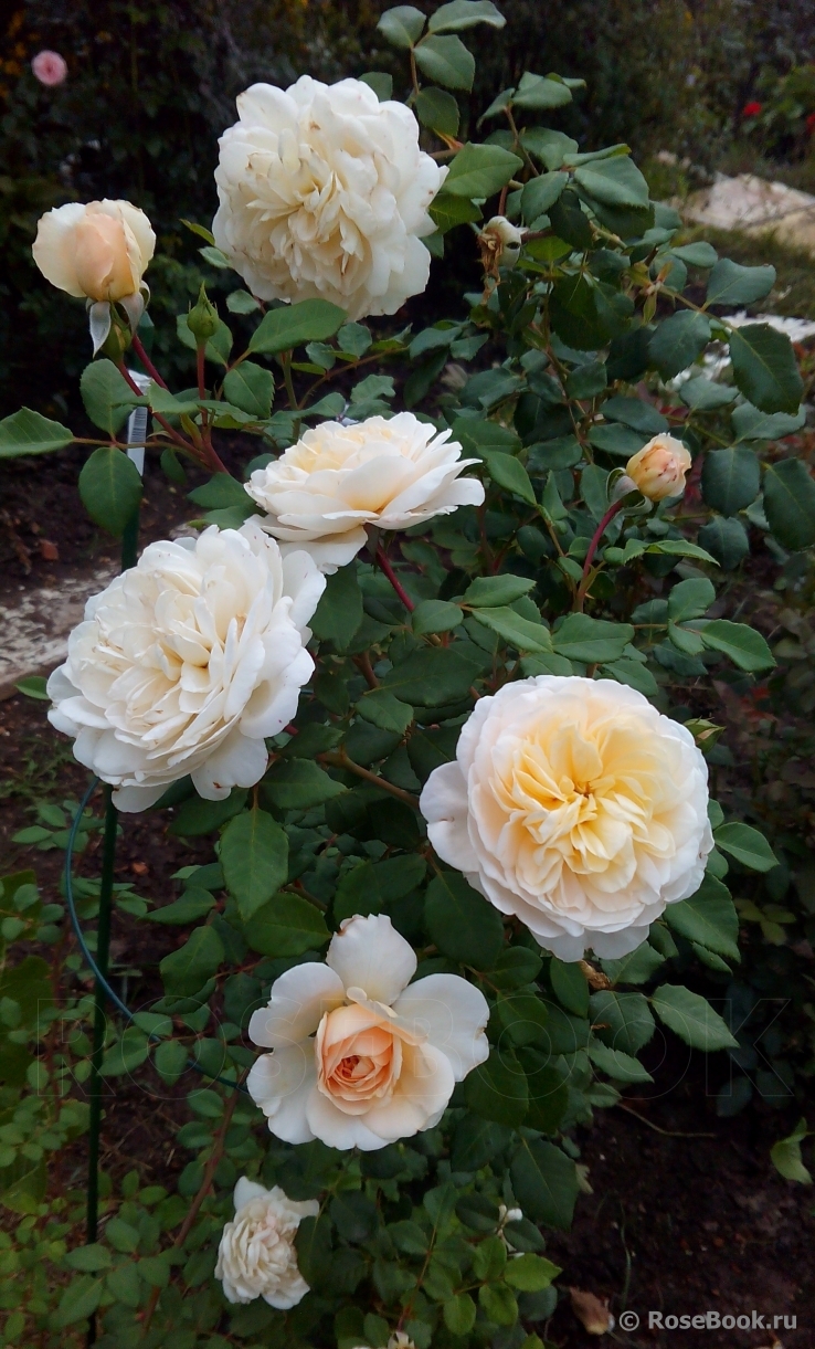 Crocus Rose® 