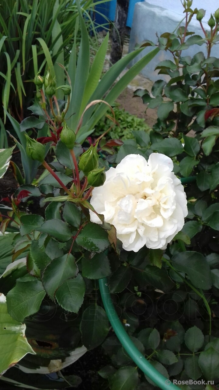 White Meidiland