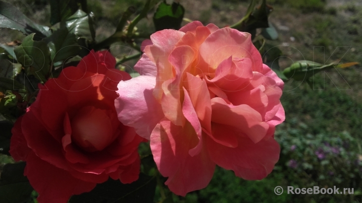 Belle Epoque Sunflor ®