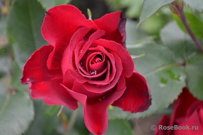 Hommage a Barbara