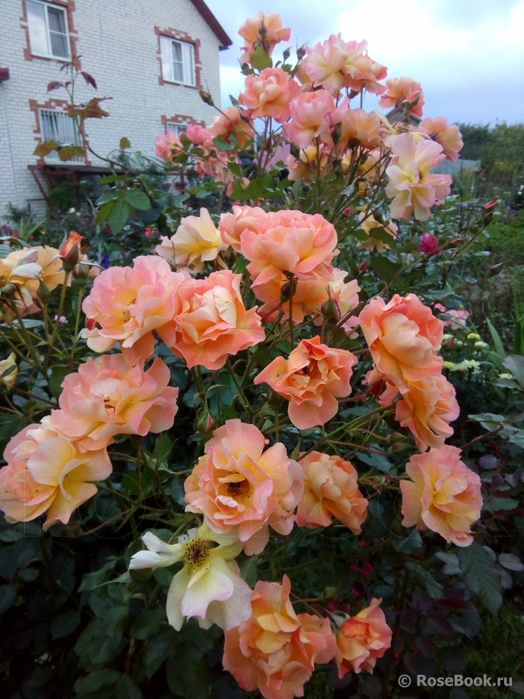 Westerland