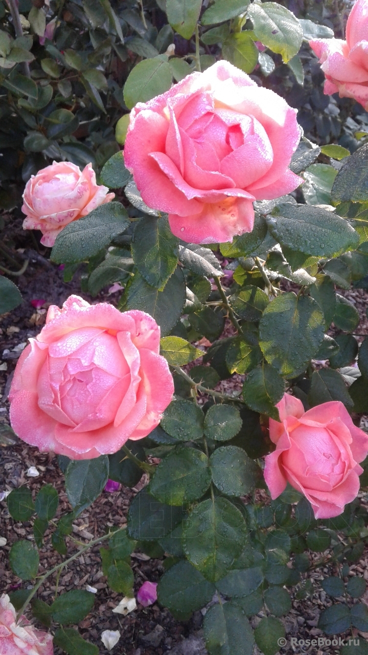 Lady Marmalade