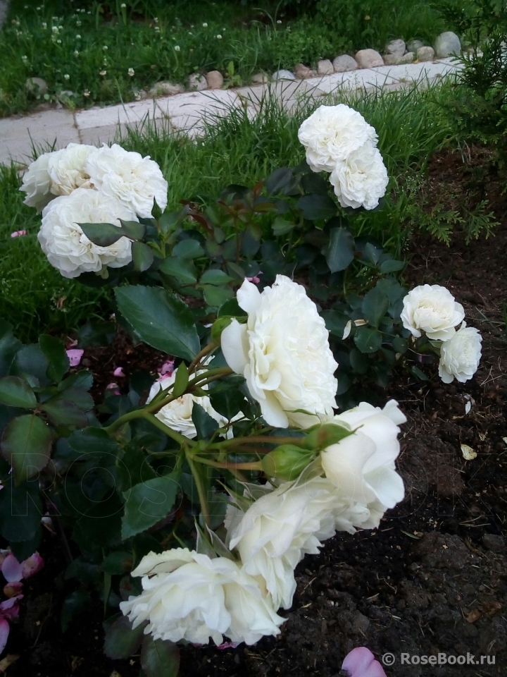 White Meidiland