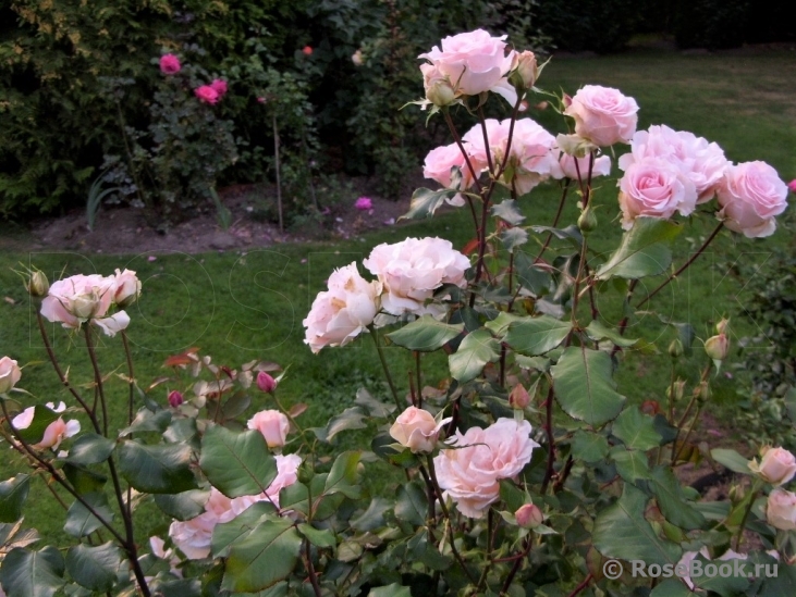 Johann Strauss 