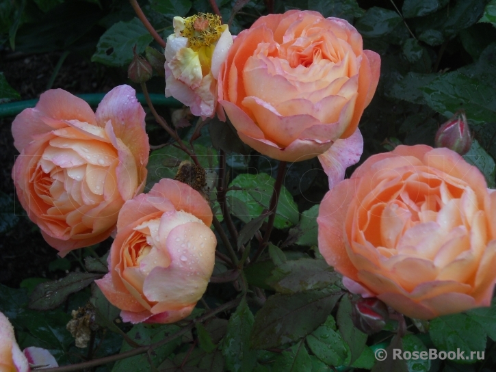 Lady Emma Hamilton