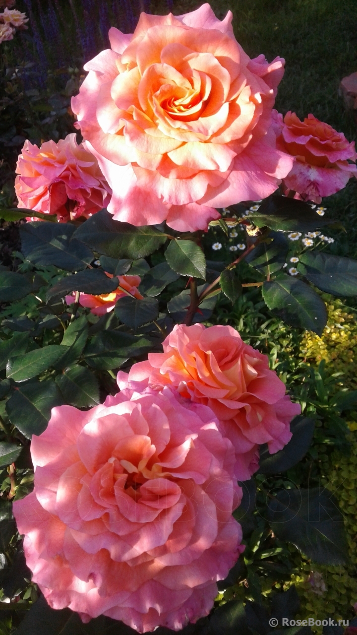 Augusta Luise