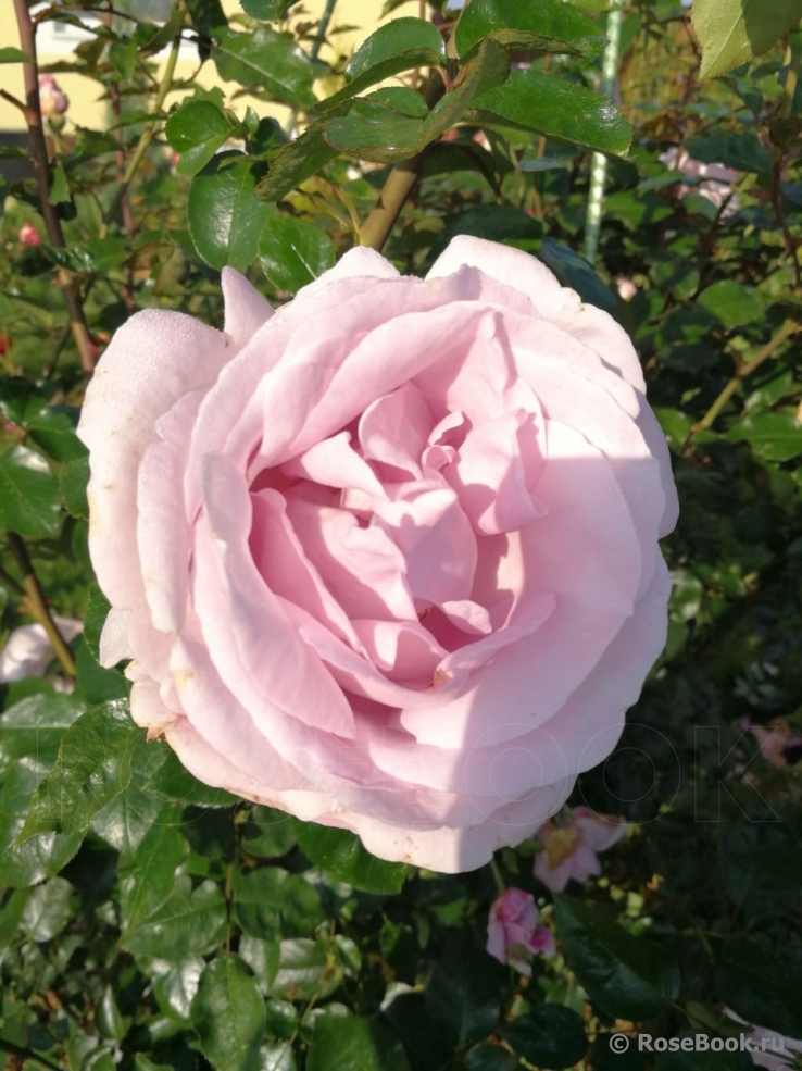 La Rose du Petit Prince