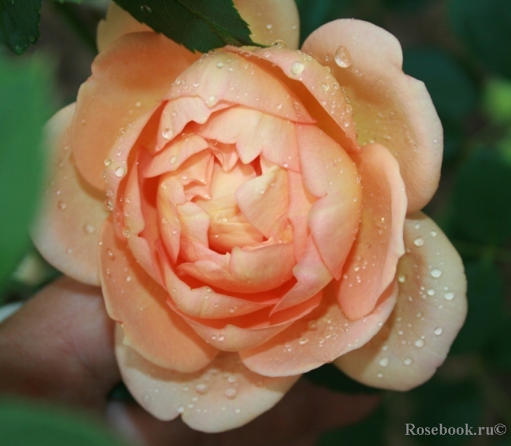Lady of Shalott 