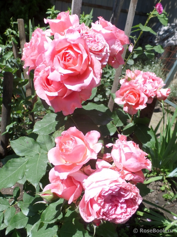 Rose Corona