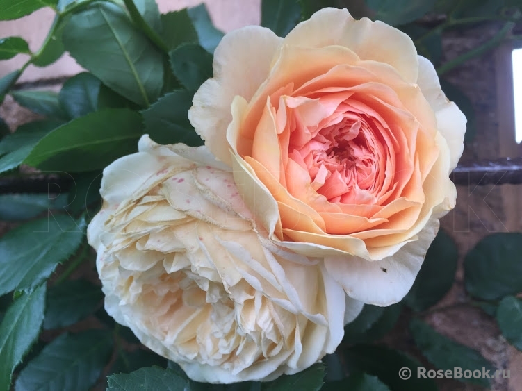 Crown Princess Margareta®