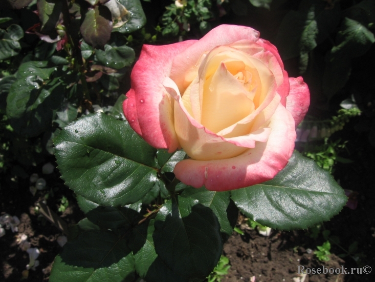 Belle Perle