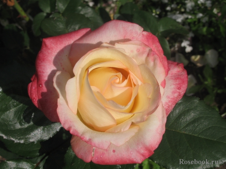 Belle Perle
