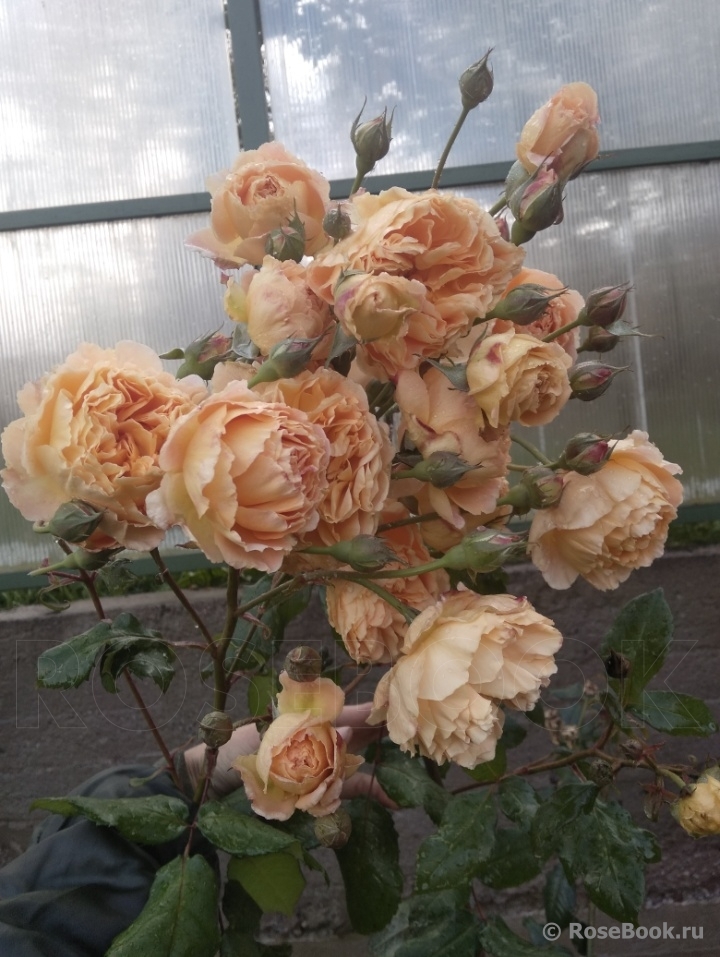 Crown Princess Margareta®